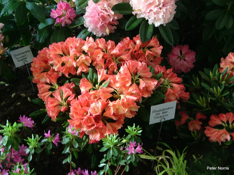 Photo of R. 'Valencia', Rhododendron Hybrid