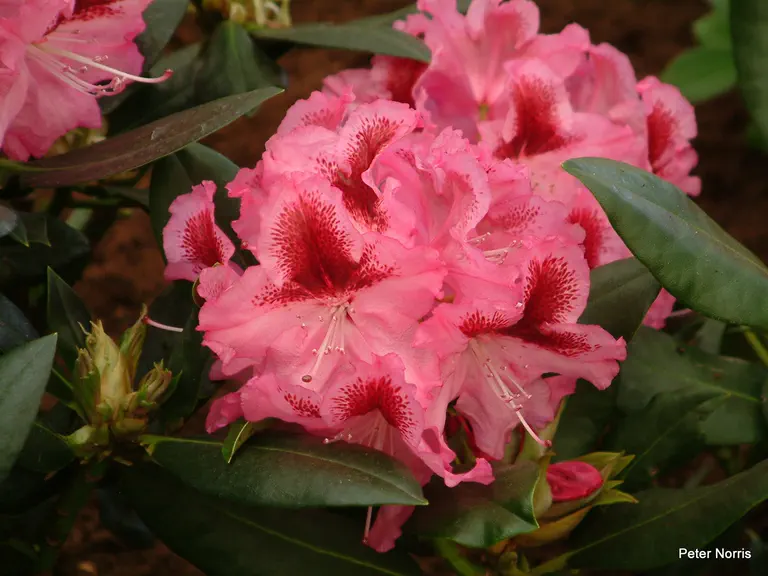Photo of R. 'Christian Gehler', Rhododendron Hybrid