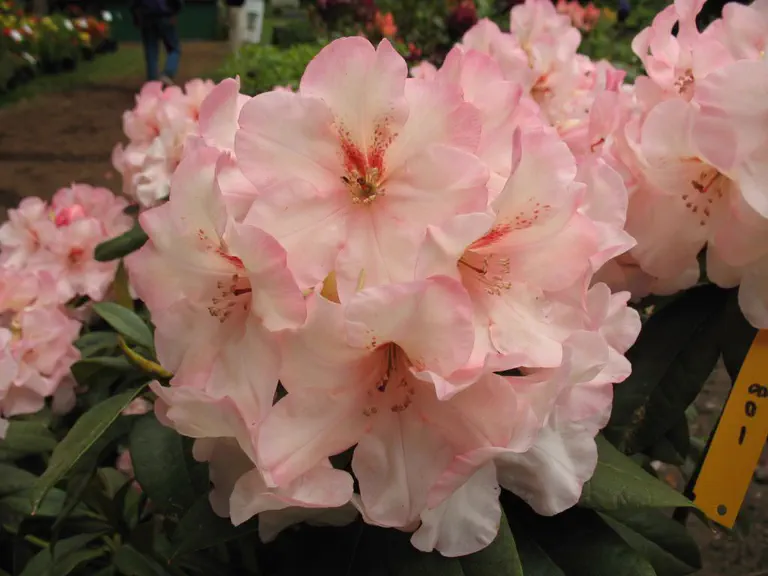 Photo of R. 'Talmadge', Rhododendron Hybrid
