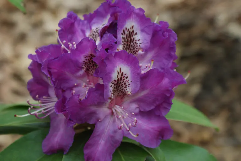 Photo of R. 'Roslyn x Purple Lace', Rhododendron Hybrid