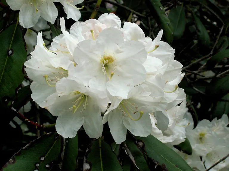 Photo of R. 'Anne Glass', Rhododendron Hybrid