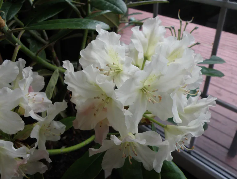 Photo of R. 'Sandra Hinton x Casanova', Rhododendron Hybrid
