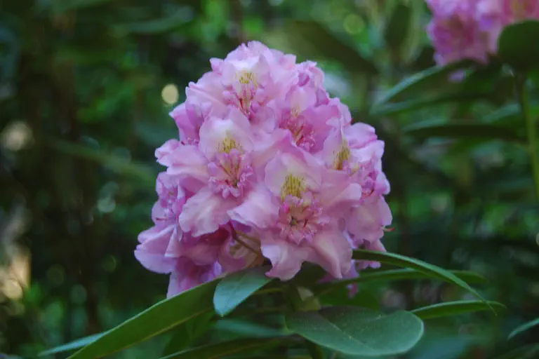 Photo of R. 'Sandra Hinton x Henry's Red', Rhododendron Hybrid