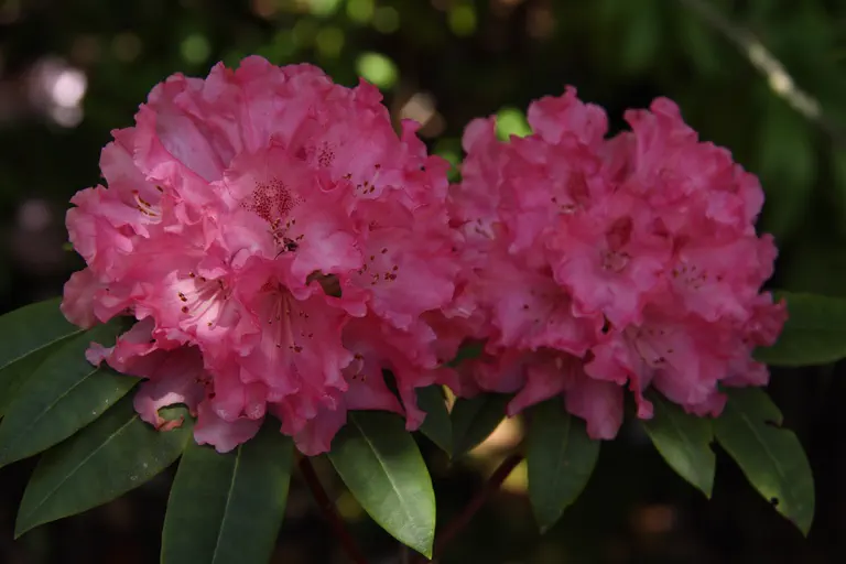 Photo of R. 'Apple Brandy', Rhododendron Hybrid