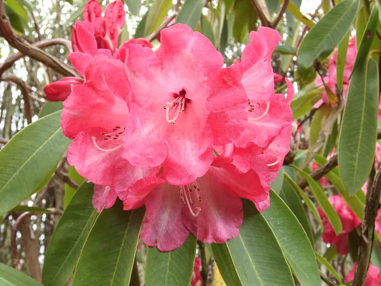 Photo of R. 'Aucklandii Hybrid', Rhododendron Hybrid