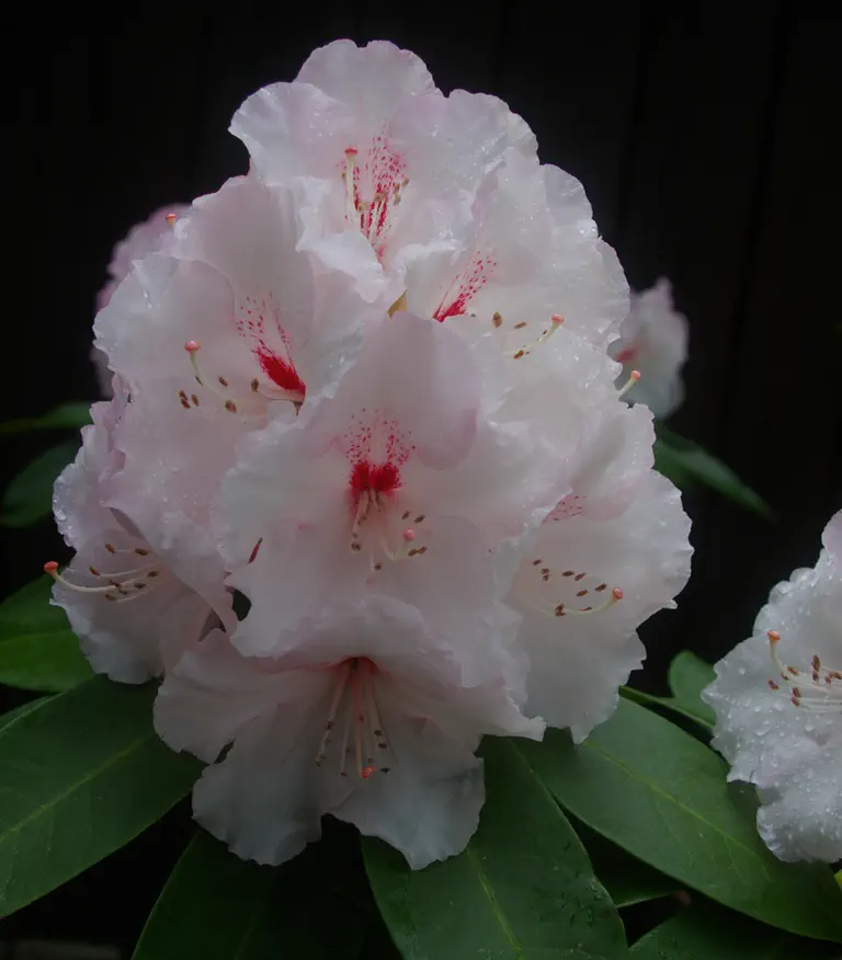 Photo of R. 'Reverend Paul', Rhododendron Hybrid