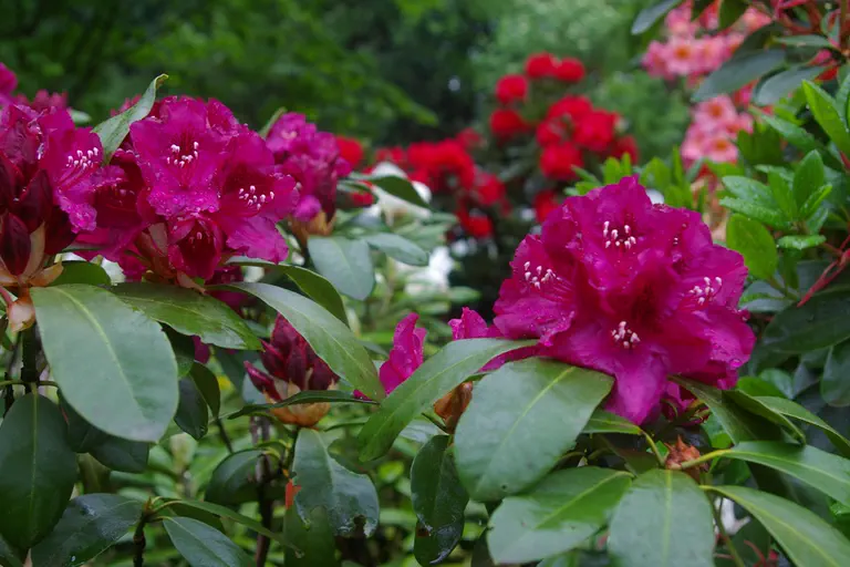 Photo of R. 'Minas Purple', Rhododendron Hybrid