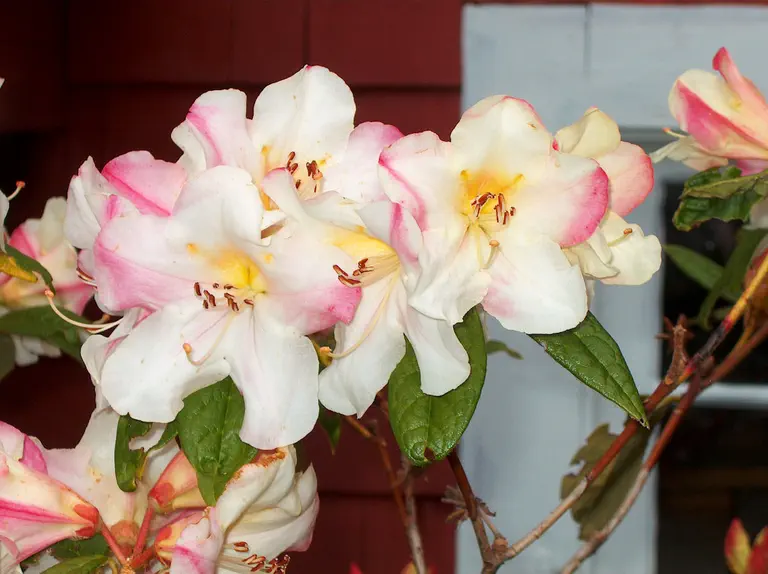 Photo of R. 'Else Frye', Rhododendron Hybrid