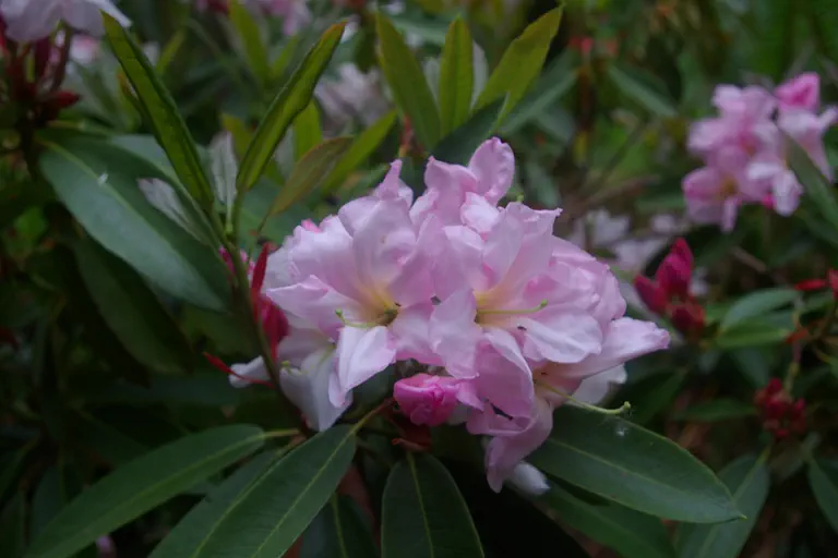 Photo of R. 'Rocky White', Rhododendron Hybrid