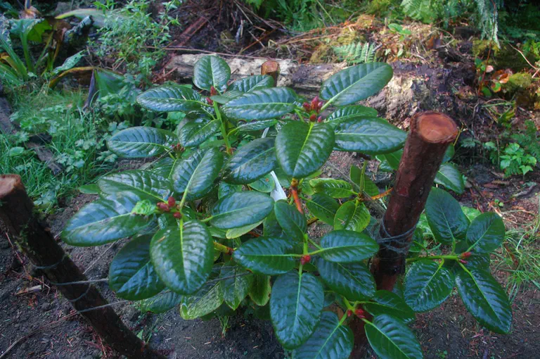 Photo of R. 'Elephant Ears', Rhododendron Hybrid