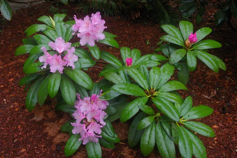 Photo of R. 'yakushimanum x Purple Splendour', Rhododendron Hybrid