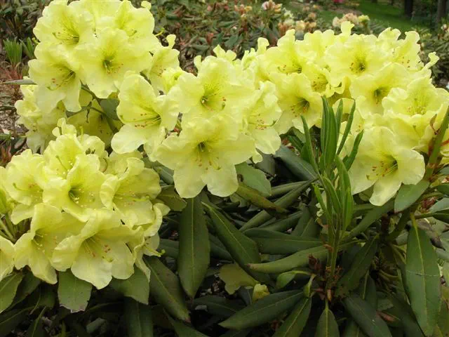 Photo of R. 'Austin's Gold', Rhododendron Hybrid