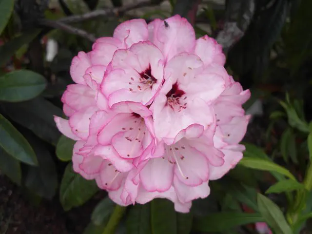 Photo of R. 'Catherine Josephine', Rhododendron Hybrid