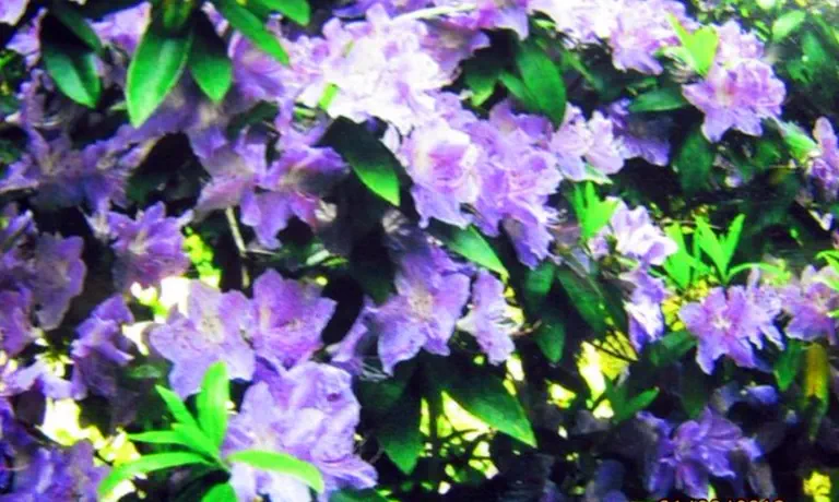 Photo of R. 'Don's Blue Star', Rhododendron Hybrid