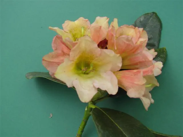 Photo of R. 'Lil Darlin', Rhododendron Hybrid
