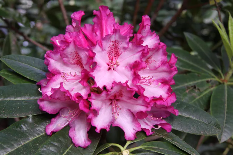 Photo of R. 'Elsie Watson', Rhododendron Hybrid