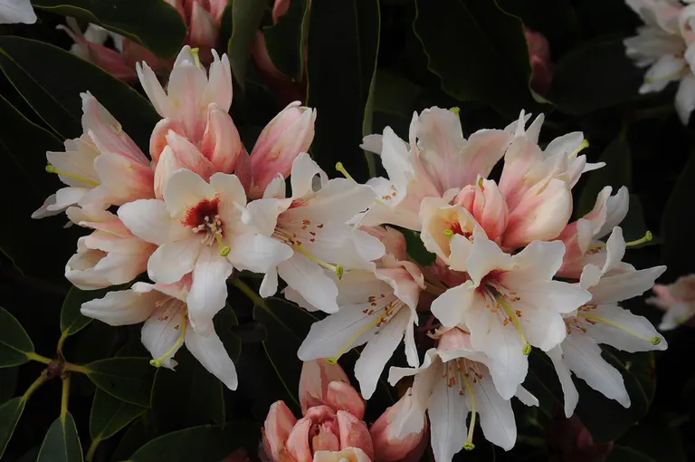 Photo of R. 'Sparkling Stars', Rhododendron Hybrid