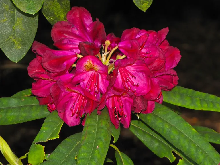 Photo of R. 'Baron Schröder', Rhododendron Hybrid