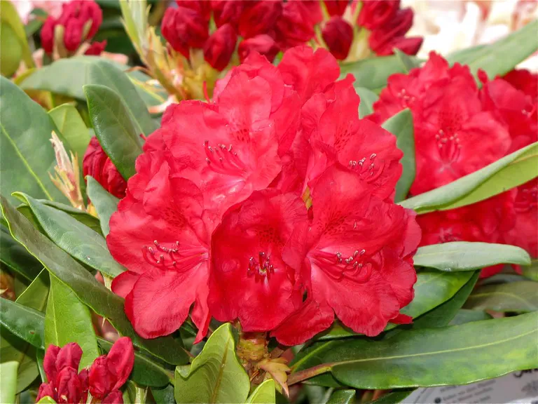 Photo of R. 'Basuki', Rhododendron Hybrid