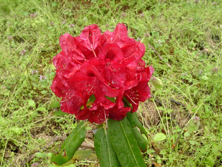 Photo of R. 'Bengal Felix', Rhododendron Hybrid