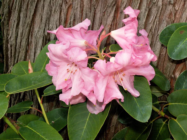 Photo of R. 'Big Ben', Rhododendron Hybrid