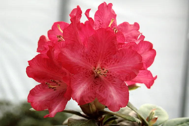 Photo of R. 'Elviira', Rhododendron Hybrid