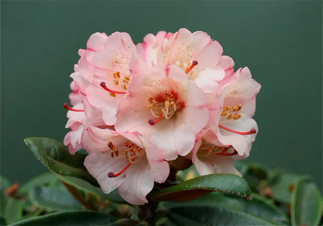 Photo of R. 'Berg's Touch', Rhododendron Hybrid
