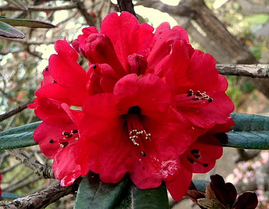 Photo of R. arboreum ssp arboreum 'Doctor Bowman', Rhododendron Species Selection