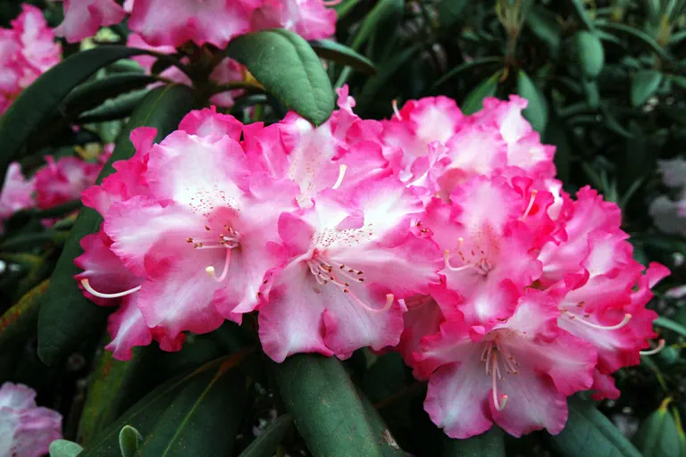 Photo of R. 'Emanuela', Rhododendron Hybrid