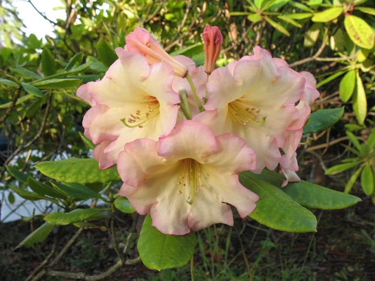 Photo of R. 'Allison Nielson', Rhododendron Hybrid