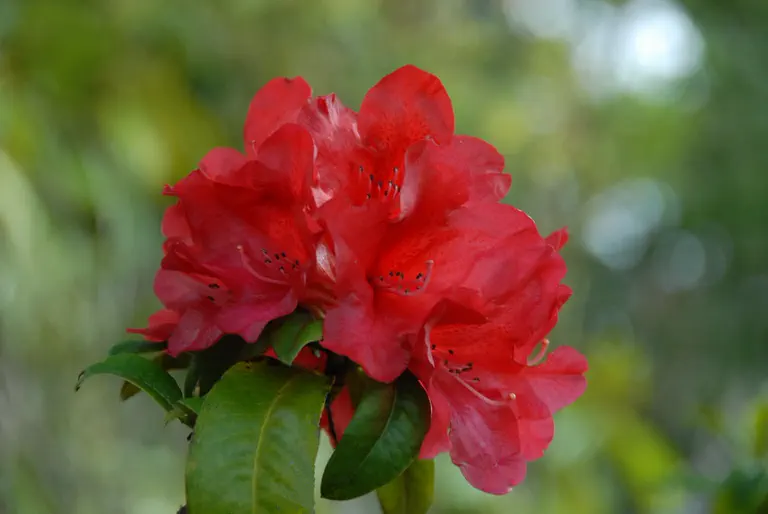 Photo of R. 'Ben Nelson Late Red', Rhododendron Hybrid