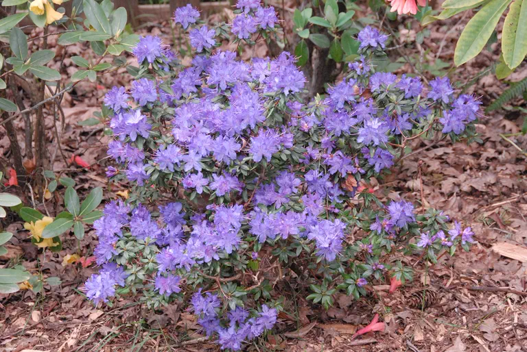 Photo of R. 'Blue Sky', Rhododendron Hybrid