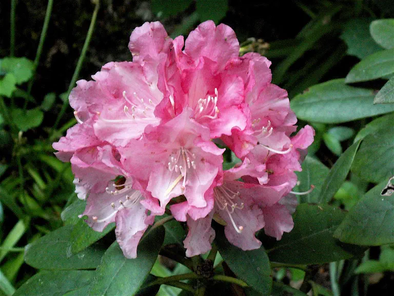Photo of R. 'Bob Perry', Rhododendron Hybrid