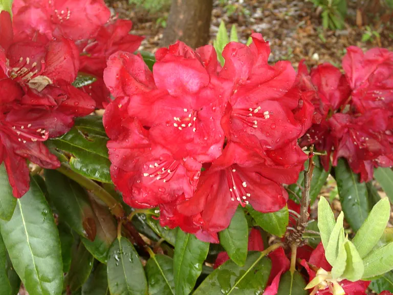 Photo of R. 'Bosley Red', Rhododendron Hybrid