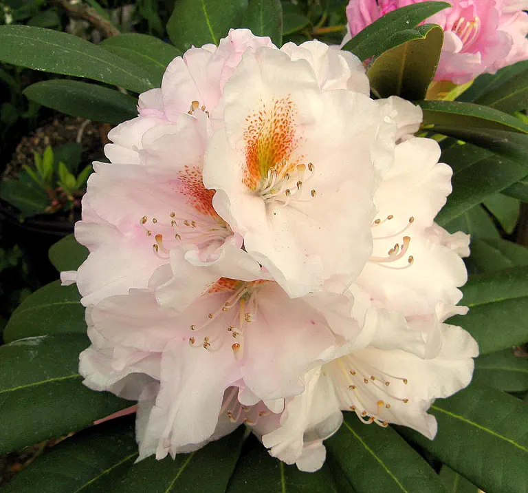 Photo of R. 'Whistle Punk', Rhododendron Hybrid