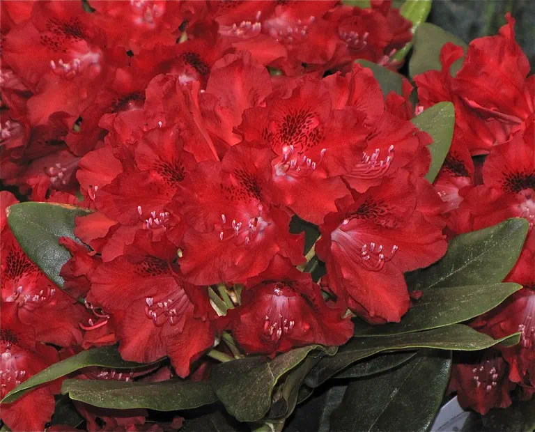 Photo of R. 'Hachcher', Rhododendron Hybrid