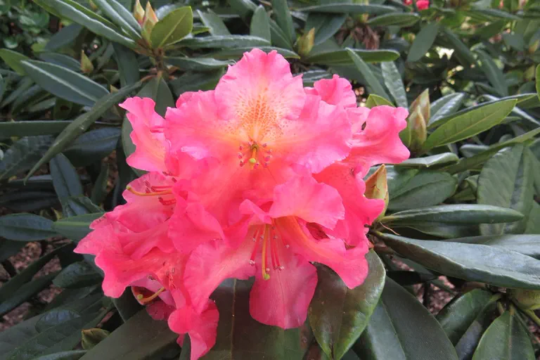 Photo of R. 'Doctor Ans Heyting', Rhododendron Hybrid