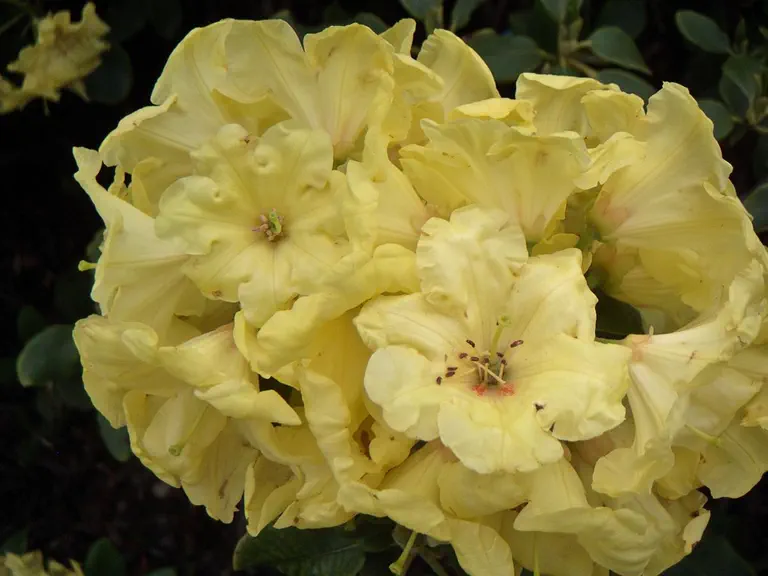 Photo of R. 'Hachmann's Finesse', Rhododendron Hybrid