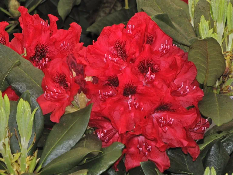 Photo of R. 'Carolin Scholz', Rhododendron Hybrid