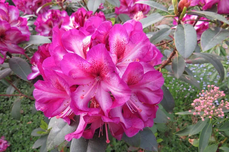 Photo of R. 'Hachhans', Rhododendron Hybrid