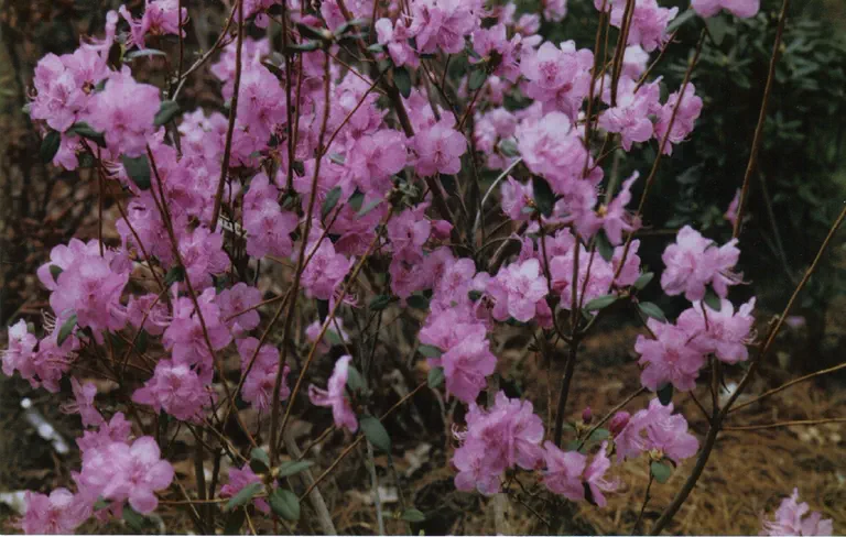 Photo of R. 'Audacius', Rhododendron Hybrid