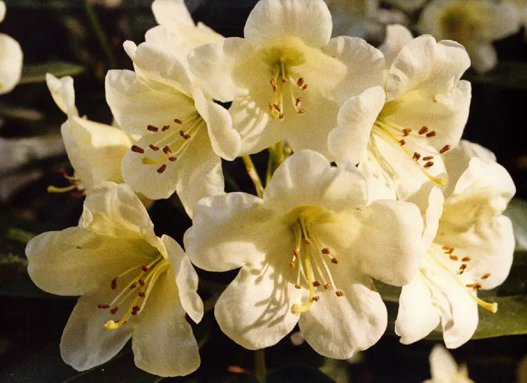 Photo of R. 'Auriga', Rhododendron Hybrid