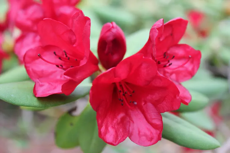 Photo of R. 'Lionel's Red Shield', Rhododendron Hybrid