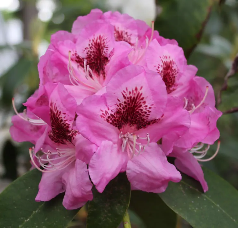 Photo of R. 'Melusine la Fée', Rhododendron Hybrid