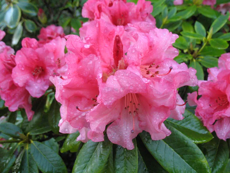 Photo of R. 'Diane Lux', Rhododendron Hybrid