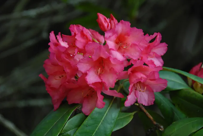 Photo of R. 'Double Drake', Rhododendron Hybrid