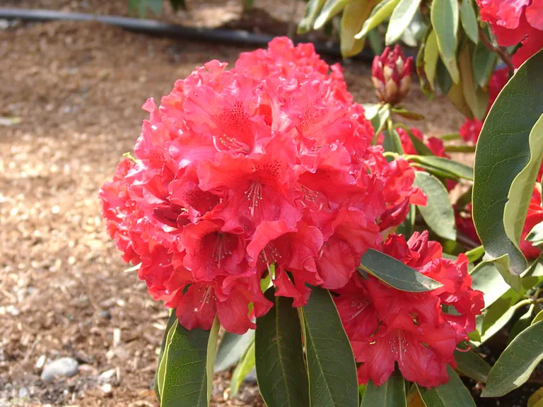 Photo of R. 'Briggs Red Star', Rhododendron Hybrid