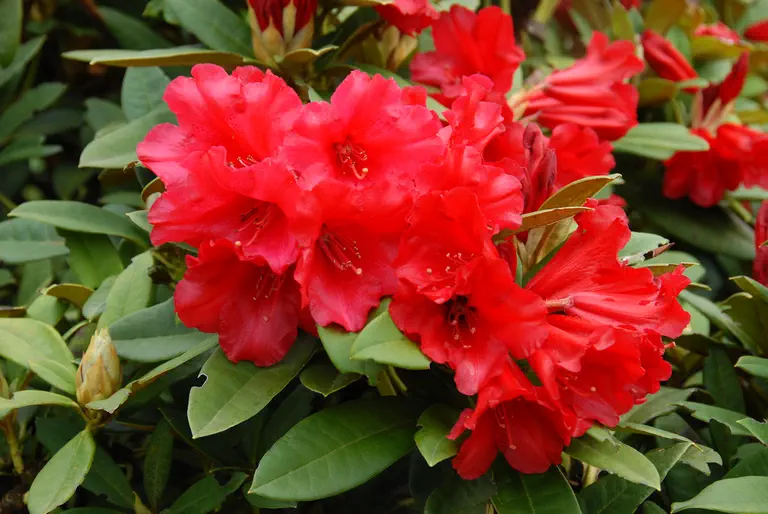 Photo of R. 'Empire Day', Rhododendron Hybrid