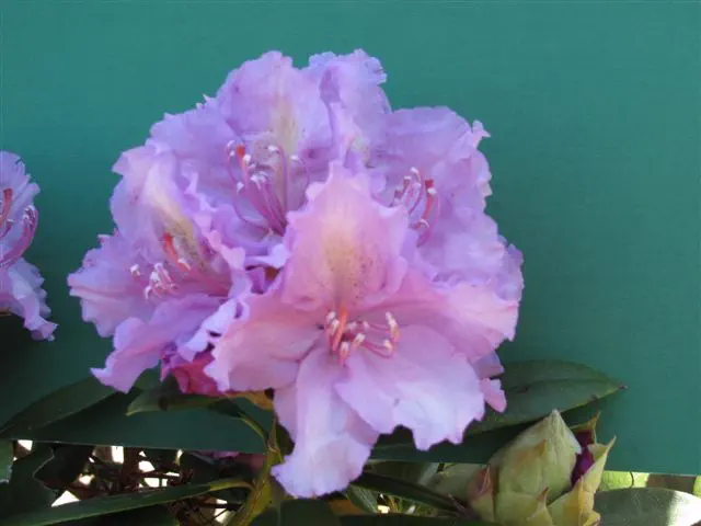Photo of R. 'John's Lavender Haze', Rhododendron Hybrid