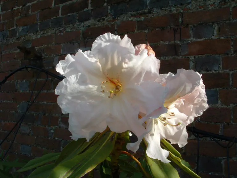 Photo of R. 'Albatross Townhill White', Rhododendron Hybrid